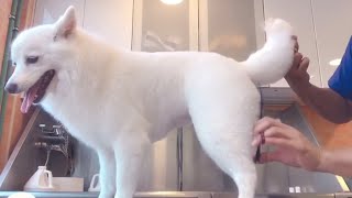 Japanese Spitz Grooming Before and After Haircut  Pet Grooming TV [upl. by Ardnaxila]