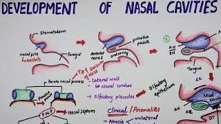 Development Of Nasal Cavities  Embryology [upl. by Nytsyrk]