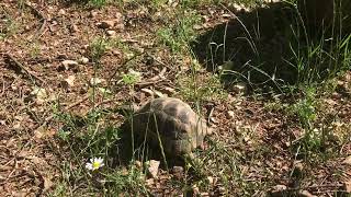 Finding wild spur thigh tortoises in Turkey Europe [upl. by Naarah863]