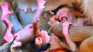 MyGod Youngmotherinsertedathumbintotiny baby monkey whileputtinghimoncementforresting [upl. by Maite682]