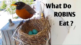 What Do ROBINS Eat  American Robin [upl. by Elohcan]