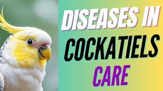 6 Common Diseases in Cockatiels Signs and Symptoms to Look Out For [upl. by Lemhar791]