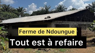 Ferme porcine de Ndoungue Tout est à refaire [upl. by Ardaid826]