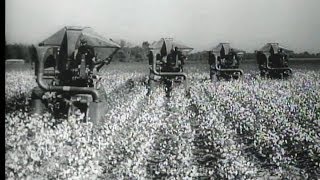 HD Historic Archival Stock Footage Cotton Picking Machines [upl. by Sparke]