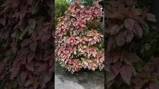 Acalypha wilkesiana plants copper leaf [upl. by Adlaremse]