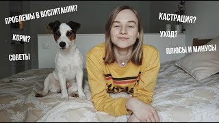 ГОД С СОБАКОЙ ОПЫТ И СОВЕТЫ  Karolina K [upl. by Averil]