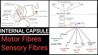 INTERNAL CAPSULE  PART  2 [upl. by Siesser]