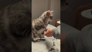 Cat Jadies Snack Time The Cutest Paw Trick ever cuteecats cuteanimal cute cat [upl. by Noami784]