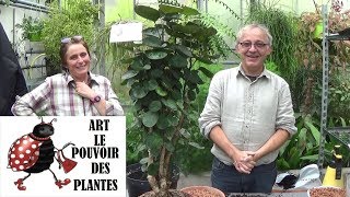 Conseils jardinage polyscia scutellaria Entretien et arrosage plante verte dintérieur [upl. by Annayrb181]