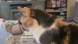 Managing Hyperthyroidism in Calico Kitty Baby Trans dermal Medication amp Senior Cat Care Tips Baby [upl. by Cicero]