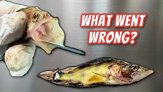 My New Fish Died  Performing a Fish Necropsy PostMortem Exam GRAPHIC [upl. by Notnats24]