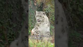 Our snow leopard extension is now open [upl. by Icats833]