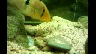 geophagus brasiliensis breed [upl. by Andie]