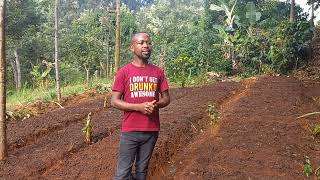 SELECTING A PLACE FOR RAISING BULB ONION SEEDLINGS NURSERY BED [upl. by Senaj]