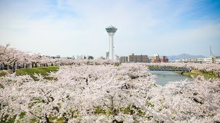 Hakodate’s Cherry Blossoms Spring 2018  nipponcom [upl. by Hampton]