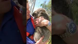 Koala Runs From 4 Girlfriends  Bondi Vet shorts [upl. by Jeaz]