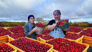 Harvesting Fresh Cornelian Cherries and Making Jam and Compote in the Village [upl. by Neelrihs]