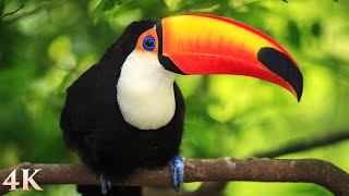 11 HOURS of Rainforest Birds in 4K  Colorful Breathtaking Birds with Sound by Nature Relaxation [upl. by Esorylime]