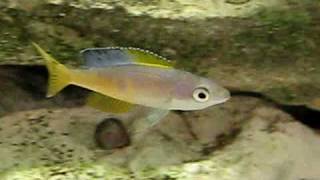 Cyprichromis leptosoma speckleback Moba [upl. by Snell]