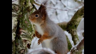 Ekorre  squirrel  Sciurus vulgaris [upl. by Adrianna297]