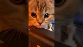 Chat mignonette 🐈 cat chat mignon vues foryoupage viralvideo [upl. by Bolitho964]