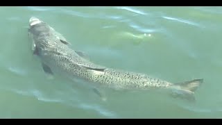 Huge Salmon Dash point pier  Puget Sound crabbing and fishing [upl. by Jaqitsch]