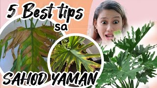 5 MISTAKES on taking Care of SELLOUM  Paano alagaan ang Sahod yaman philodendron  indaydonay [upl. by Irek]