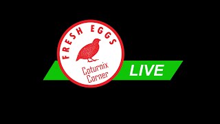 Coturnix Corner LIVE [upl. by Ynohtnaleahcim743]