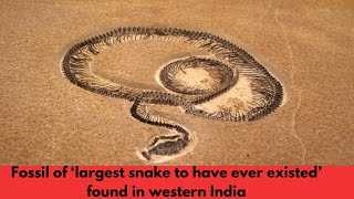 Unearthing Vasuki The Giant Prehistoric Snake of Western India [upl. by Litton299]