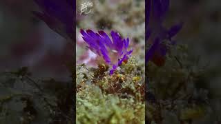 Flabellina rublineata nudiyongalawreckseasluggreatbarrierreefaustraliagramuwreelstiny [upl. by Sualakcin]