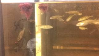 Threespined sticklebacks eating bloodworms [upl. by Cobby]