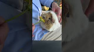 Feeding my cute guinea pig dandelion plucked from the garden [upl. by Jacquetta177]