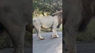 Krugers biggest Lion AbsoluteUnit nature lion [upl. by Lacombe]