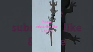 lizard 🦎 nagkagatan highlightseveryonefollowers highlights lizard [upl. by Erland]