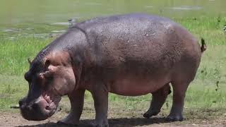 Hippo Farts Will Always Be Funny 😂  Kruger Park Sightings [upl. by Lehcer]