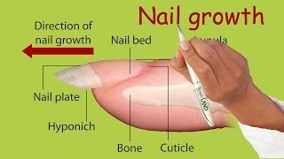 Nail growth [upl. by Asilad]