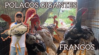 POLACOS GIGANTES  FRANGOS [upl. by Filia840]