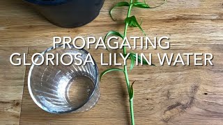 Propagating Gloriosa Lily In Water Gloriosa Superba Plant Propagation [upl. by Ertnod]