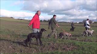 GALGOS Y LIEBRES EN CAMPO COMUNIDAD DE MADRID 12  11  2023 [upl. by Liddy]