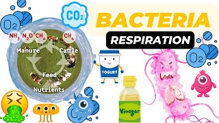 Respiration in Bacteria Basics [upl. by Eintroc]