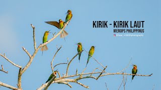 Kirik  Kirik Laut  Merops philippinus [upl. by Llerot]