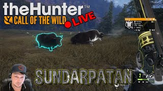 Wild Yak Bengal Tiger amp Tahr Hunting Sundarpatan  theHunter Call of the Wild cotw [upl. by Klemens]