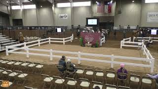 CHS Horse Sales Levelland TX Nov 2023 Nov18 2023 [upl. by Vinni]