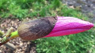 Magnolia Galaxy  flower bud close up  March 2020 [upl. by Enna]