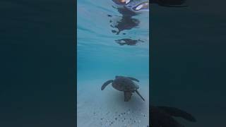 KONA  Esto fue un SUEÑO kona island triathlon triatlon insta360 turtle snorkel [upl. by Jennilee]