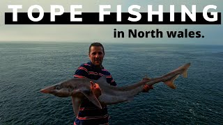 Tope fishing in the uk [upl. by Namien]