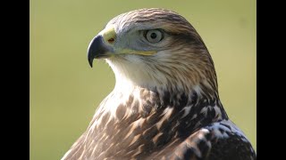 Falconry Ferruginous Hawks introduction [upl. by Aley]