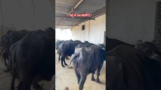 my dairy farm 😍 dairyfarm murrabuffalo cowfarm viralvideo sorts ￼ [upl. by Ozzie557]