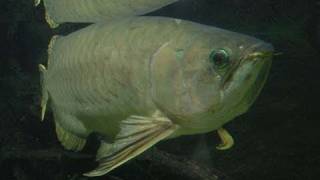 Giant Asian arowana  Asiatischer Gabelbart  Aquazoo 148 [upl. by Alikahs]