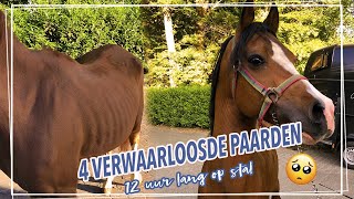 4 VERWAARLOOSDE OPVANGPAARDEN  MACHO scheren  Paardzoektbaas [upl. by Vicki]